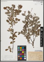 Foto von Salix starkeana Willd.